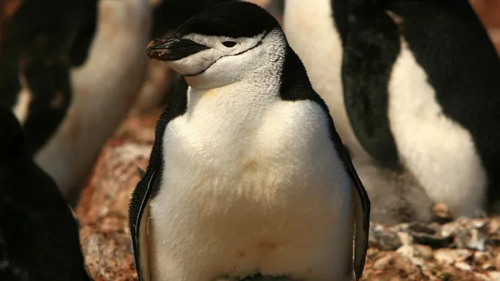 Pinguino de barbijo América latina océano y biodiversidad